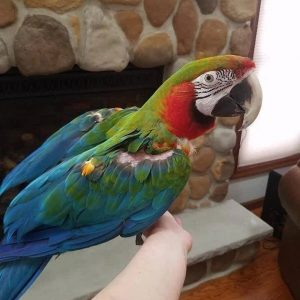 Harlequin Macaw Baby Parrots