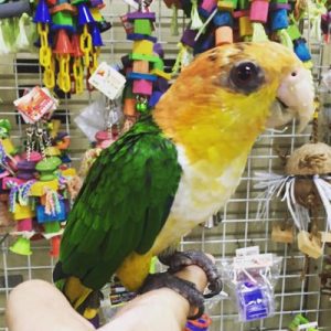 White-Bellied Caique Parrots