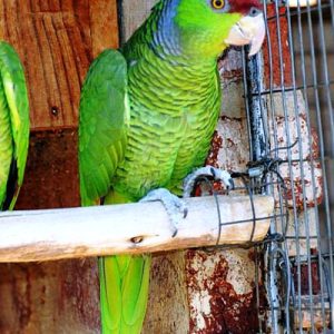 Crowned Amazon Parrot