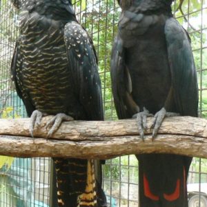 Red Tail Black Cockatoo Parrots For Sale