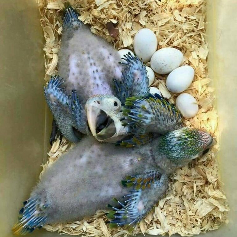 Blue And Gold Macaw Parrot Eggs For Sale Exoticglobalbirdsfarm