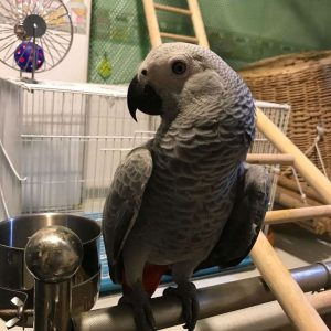 African Grey Parrot For Sale