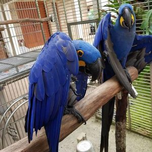 Hyacinth Macaw Parrot For Sale