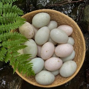 Goffins Cockatoo Parrot Eggs