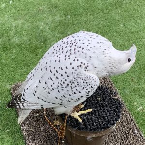 Gyrfalcon