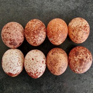 Gyrfalcon Eggs