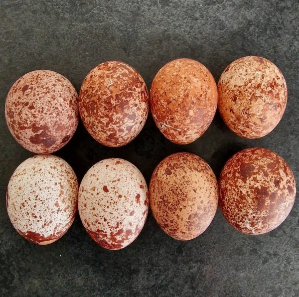 Gyrfalcon Eggs