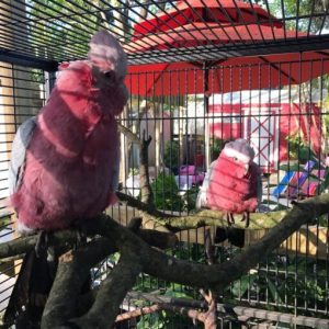 Rose Breasted Cockatoo Parrots