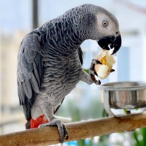 African Grey Parrot for Sale