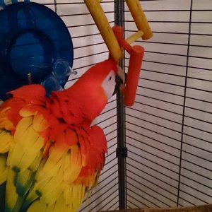 Scarlet Macaw Parrots