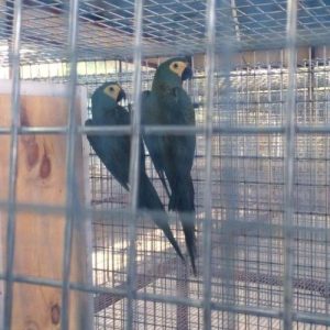 Red Bellied Macaw Parrots