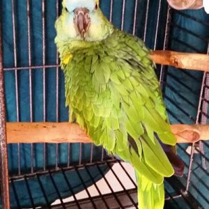 Blue Fronted Amazon Parrot