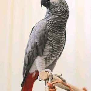 Congo African Grey Parrot