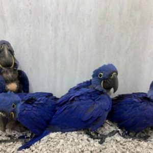 Hyacinth Macaw Baby Parrots
