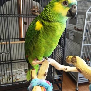 Blue Fronted Amazons Parrot