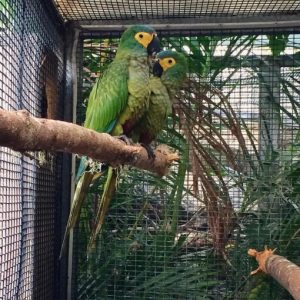 Red Bellied Macaw Parrots