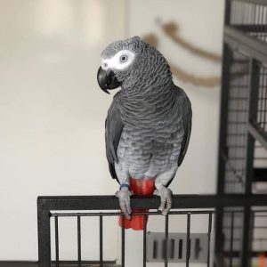 Congo African Grey Parrot