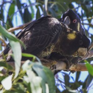 Yellow Tail Black Cockatoo Parrot