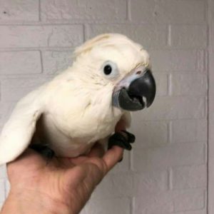 Sulphur Crested Cockatoo Baby  Parrots