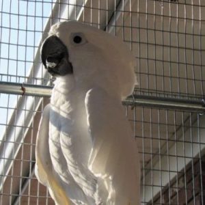 Umbrella Cockatoo Parrots