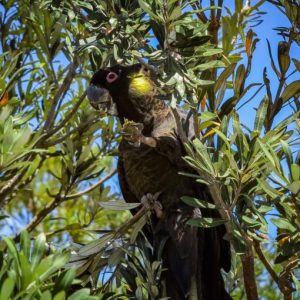 Yellow tail black cockatoo parrots