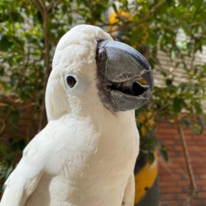 Umbrella Cockatoo Parrots