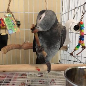 Congo African Grey Parrot