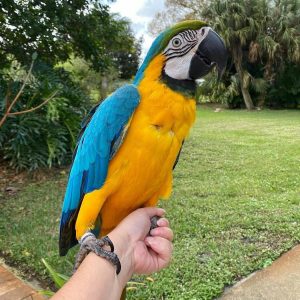 Blue & Gold Macaw Parrot