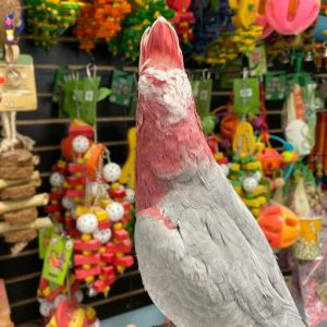 Rose Breasted Cockatoo Parrot