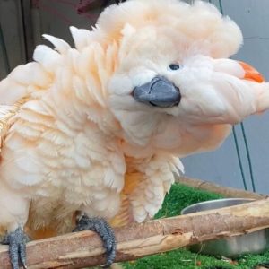 Moluccan Cockatoo Parrots