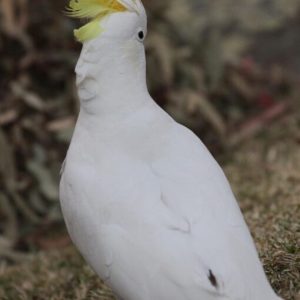 Sulphur Crested Cockatoo Parrots