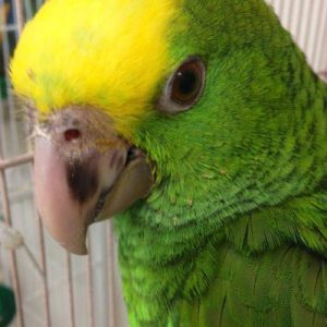 Double Yellow Head Amazon Parrot