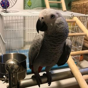 Congo African Grey Parrot