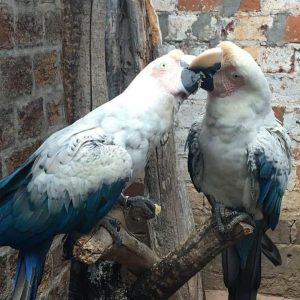 White Scarlet Macaw Parrots