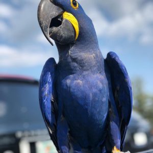 Hyacinth Macaw Parrots
