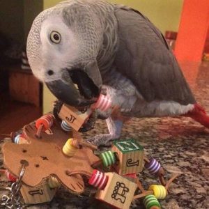Timneh African Grey Parrot