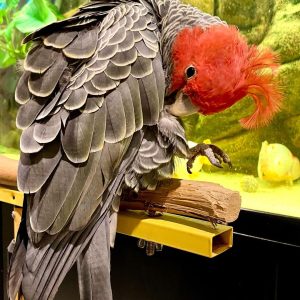 Gang Gang Cockatoo Parrot