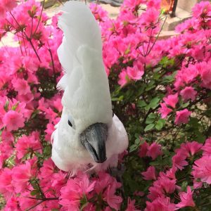 Umbrella Cockatoo Parrot