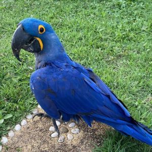Hyacinth Macaw Parrot