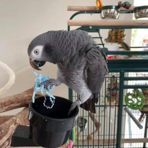 Timneh African Grey Parrot