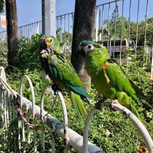 Red Bellied Macaw Parrots