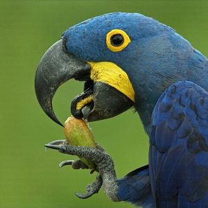 Hyacinth Macaw Parrot