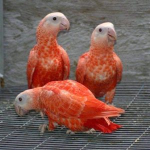 Red Factor African Grey Parrots