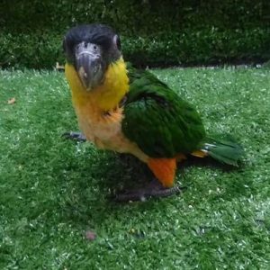 Black Headed Caique Parrot