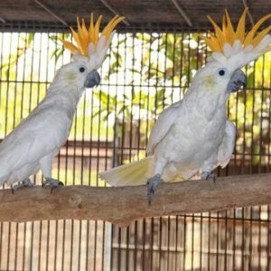 Citron crested Cockatoo Parrots