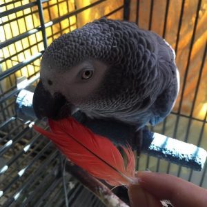 Timneh African Grey Parrot
