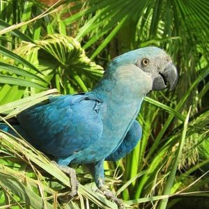Spix’s Macaw Parrot