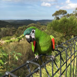 Hahn’s Macaw Parrots
