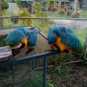 Blue & Gold Macaw Baby Parrots