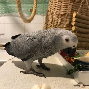 Timneh African Grey Parrot